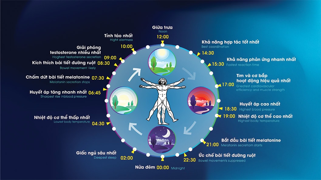 Đồng hồ sinh học của con người theo nhịp ngày/đêm.