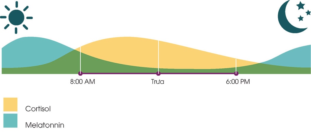 Chu trình tiết ra và ức chế melatonin và cortisol trong cơ thể theo nhịp ngày đêm.