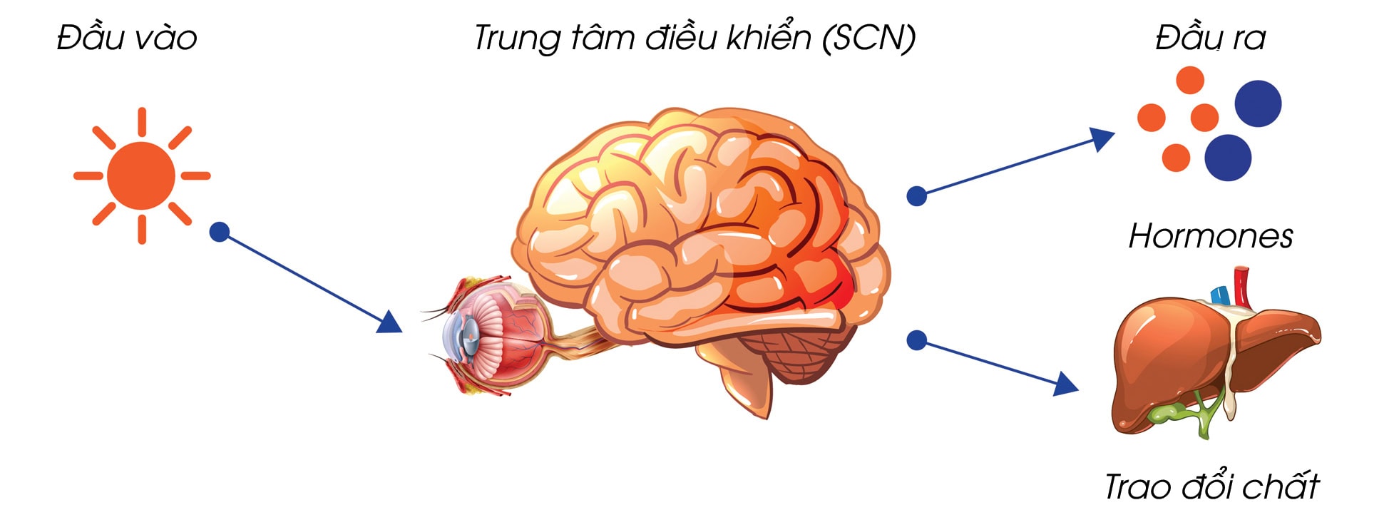 Cấu tạo đồng hồ sinh học ở người